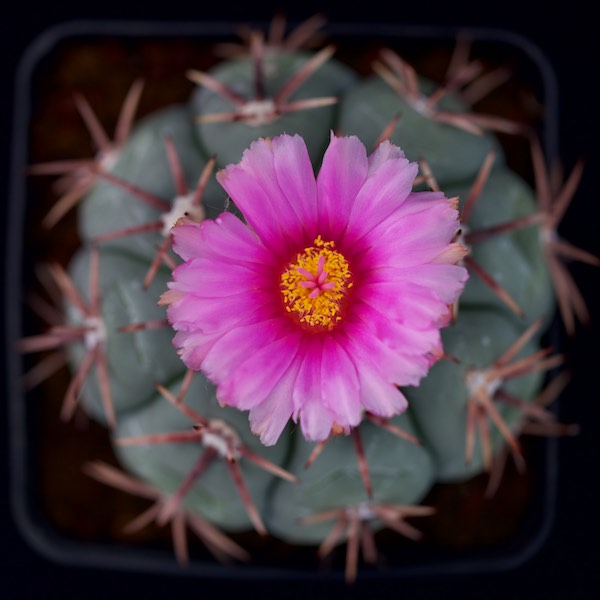 Echinocactus horizonthalonius 