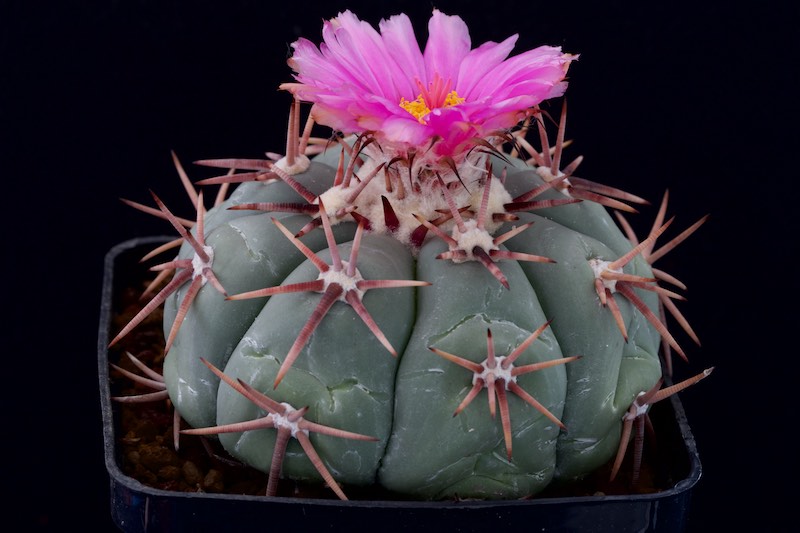 Echinocactus horizonthalonius 