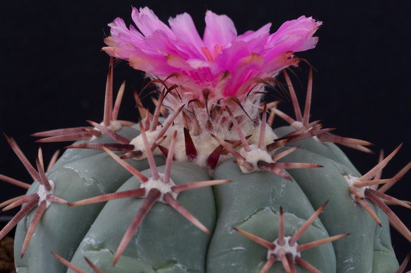 Echinocactus horizonthalonius 