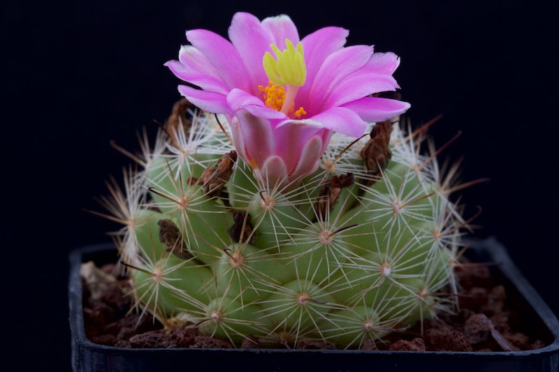 Mammillaria insularis 