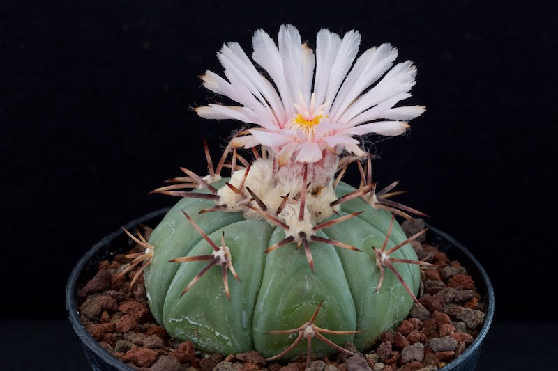 Echinocactus horizonthalonius PAN 183