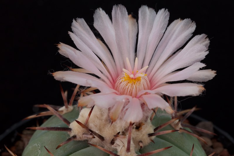 Echinocactus horizonthalonius PAN 183