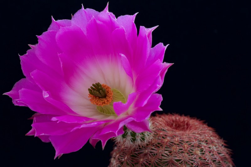 echinocereus rigidissimus