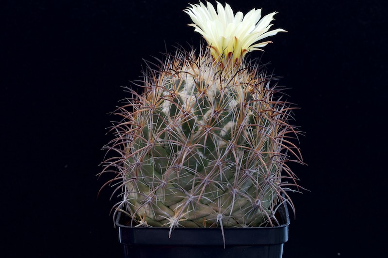 coryphantha ramillosa