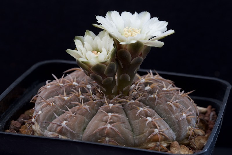 gymnocalycium stellatum v. paucispinum