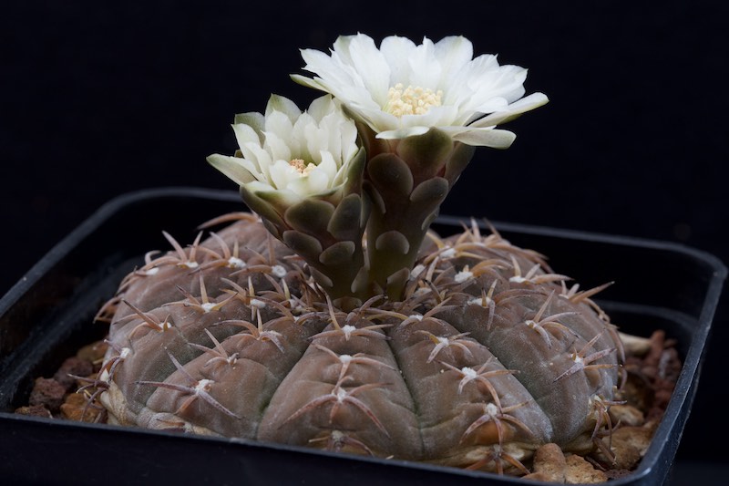 Gymnocalycium stellatum v. paucispinum 