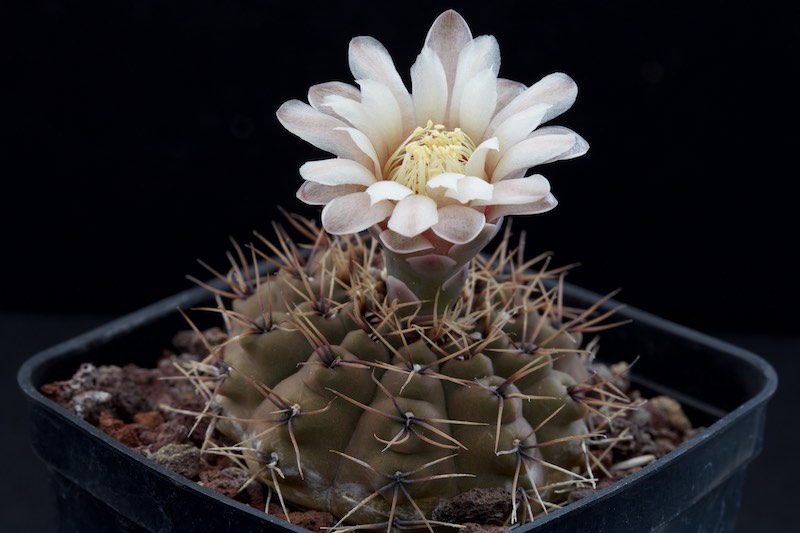 Gymnocalycium stellatum v. zantnerianum KP 306 B