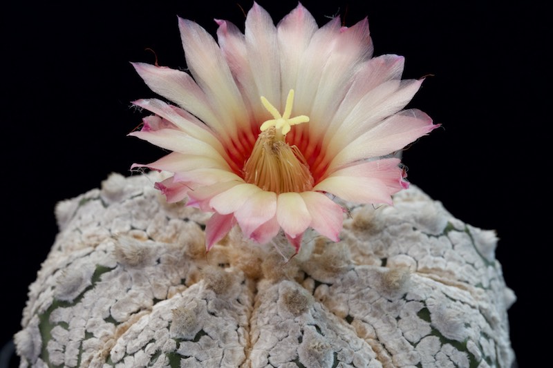 Astrophytum asterias cv. super kabuto snow type 