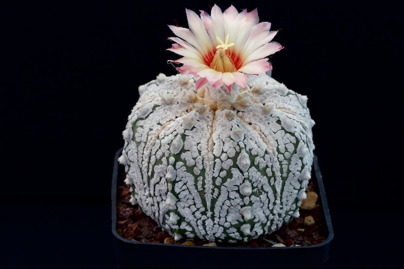 Astrophytum asterias cv. super kabuto snow type 