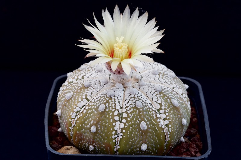 Astrophytum asterias cv. Super Kabuto 