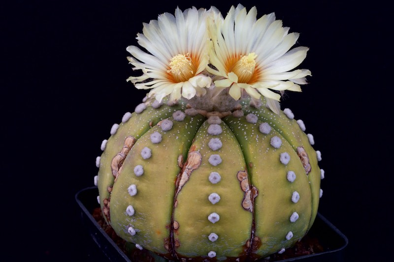 Astrophytum asterias 