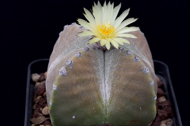 Astrophytum myriostigma f. quadricostatum 