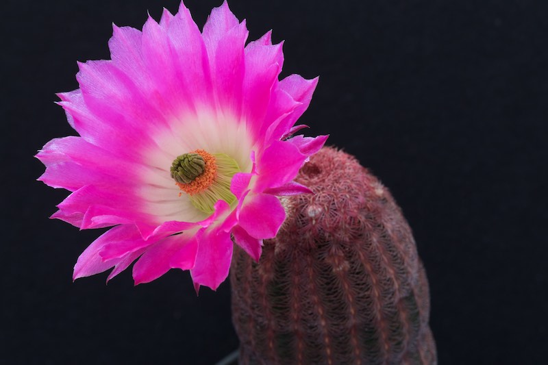 Echinocereus  rigidissimus v. rubispinus L 088