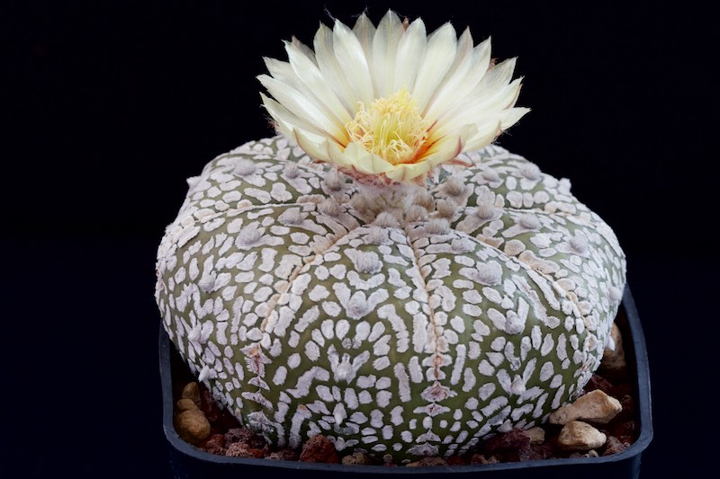 Astrophytum asterias cv. super kabuto v-type 