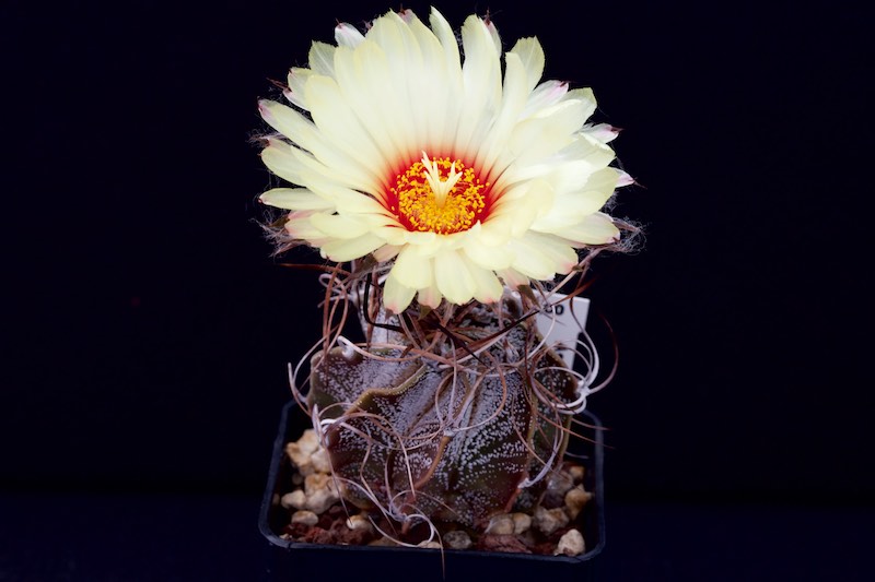 Astrophytum capricorne SB 331