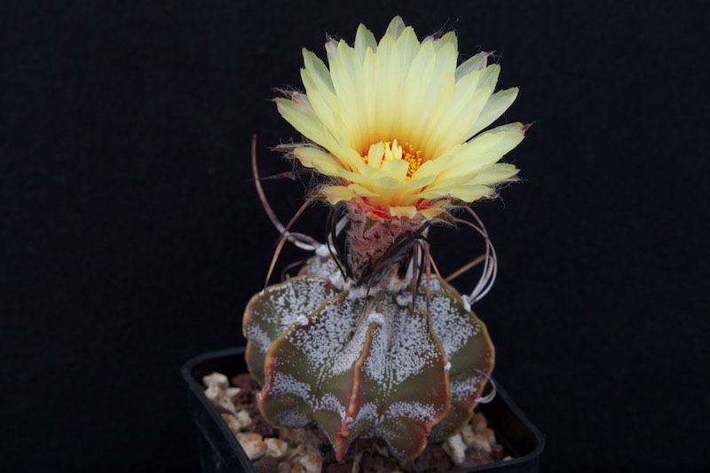 Astrophytum capricorne v. minor 