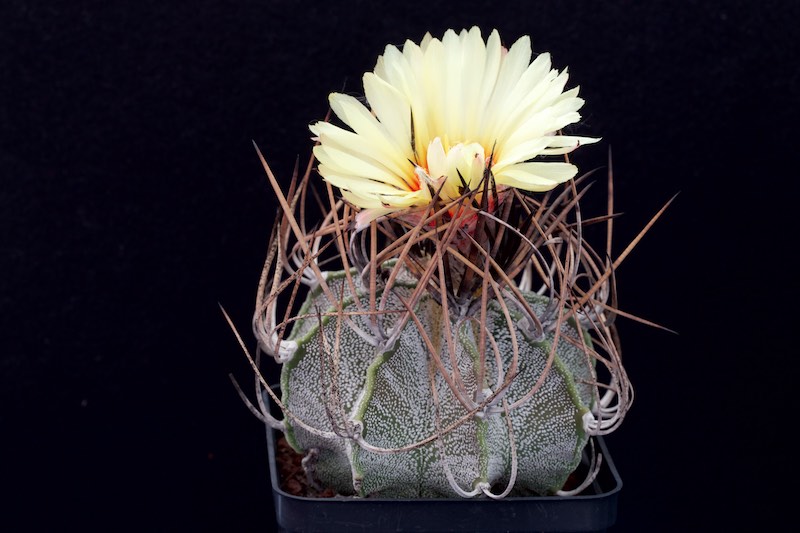 Astrophytum capricorne v. niveum 