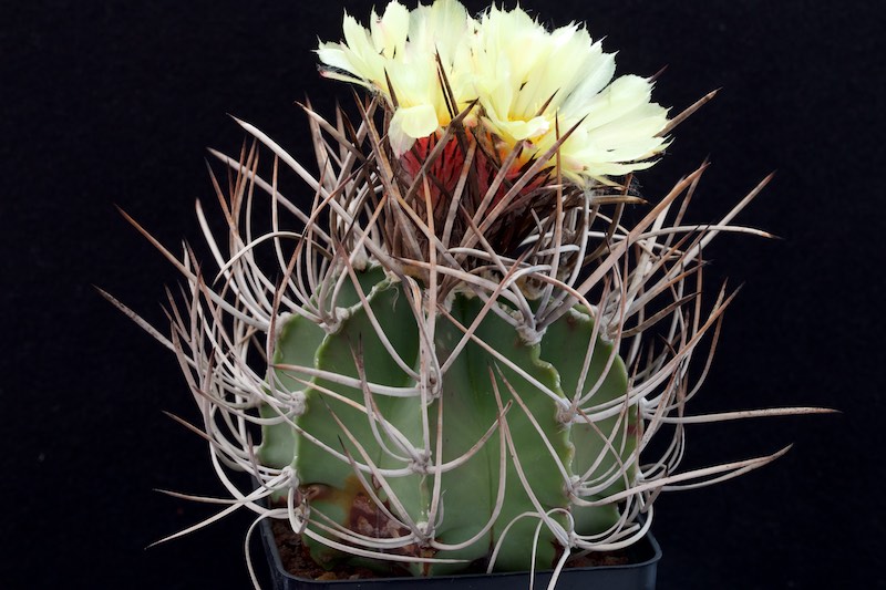 Astrophytum capricorne v. niveum f. nudum 