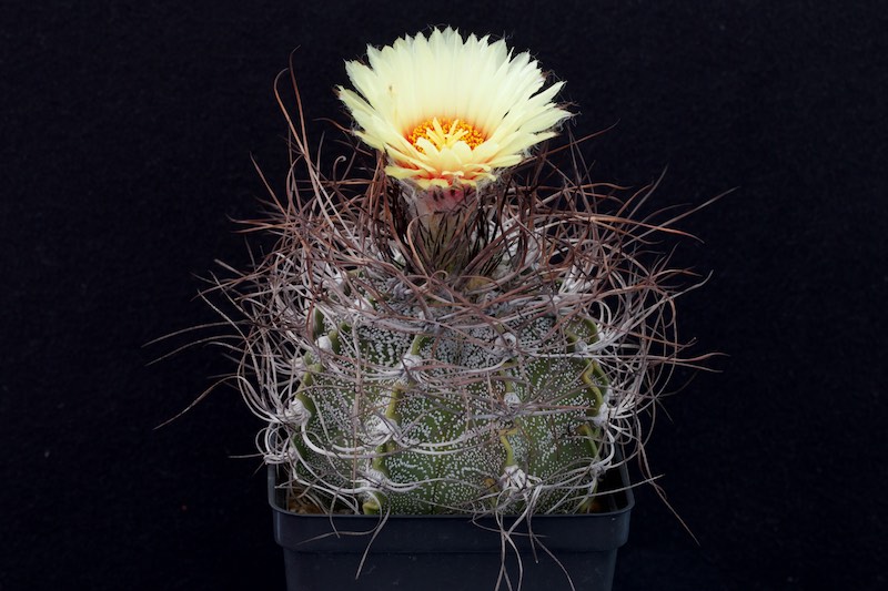 Astrophytum capricorne 