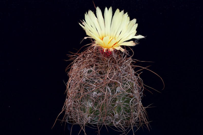 Astrophytum capricorne v. minor 