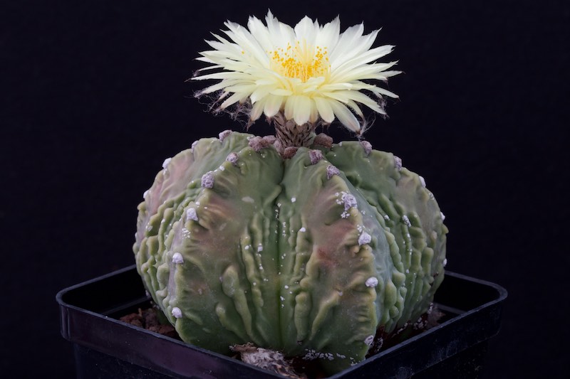 Astrophytum myriostigma cv. Fukuryu 