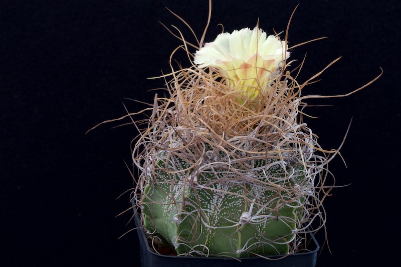 Astrophytum capricorne cv. Crassispinoides 