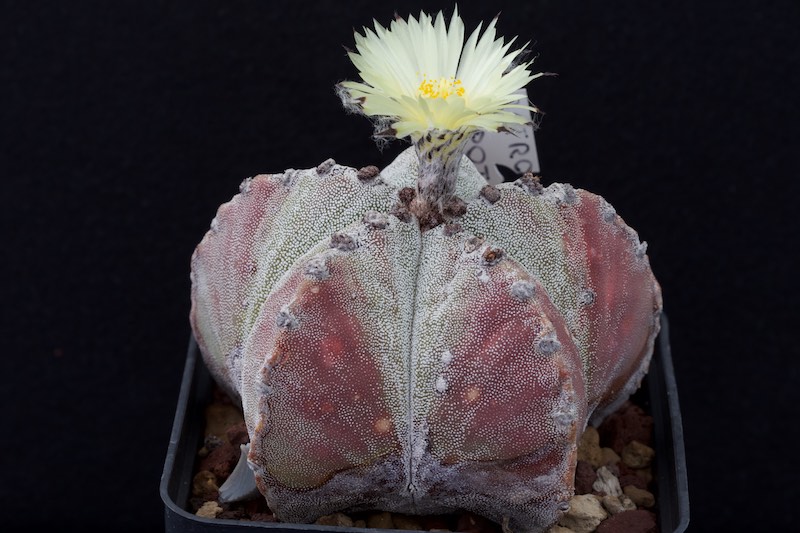 Astrophytum myriostigma v. Potosinum 