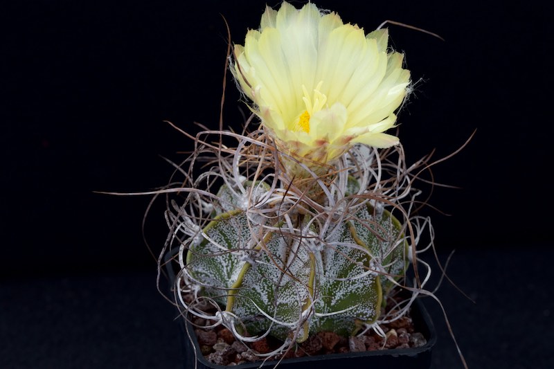 Astrophytum capricorne cv. Crassispinoides 