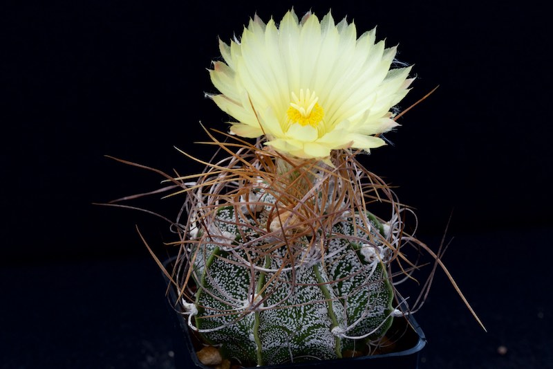 Astrophytum capricorne cv. Crassispinoides 