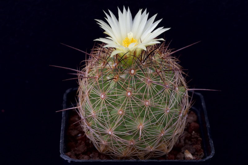 Coryphantha pseudoechinus ssp. laui 