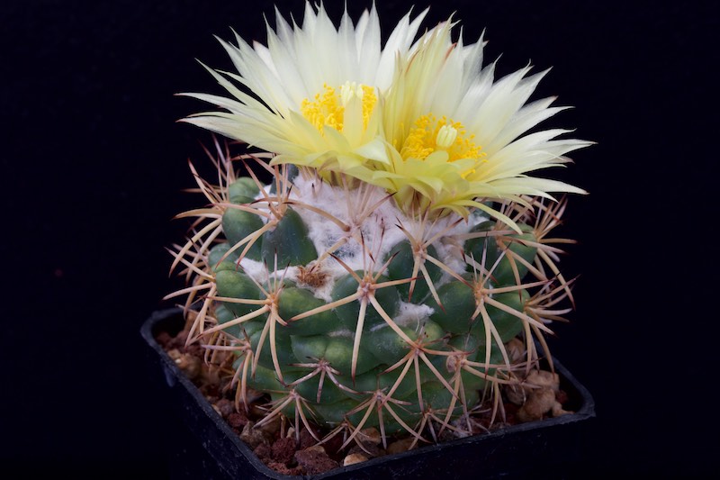 Coryphantha elephantidens ssp. bumamma 