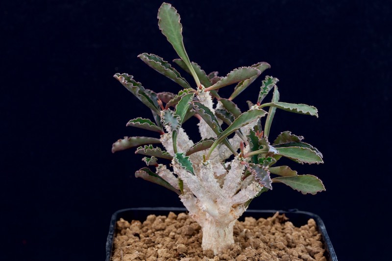 Euphorbia cap-saintemariensis 