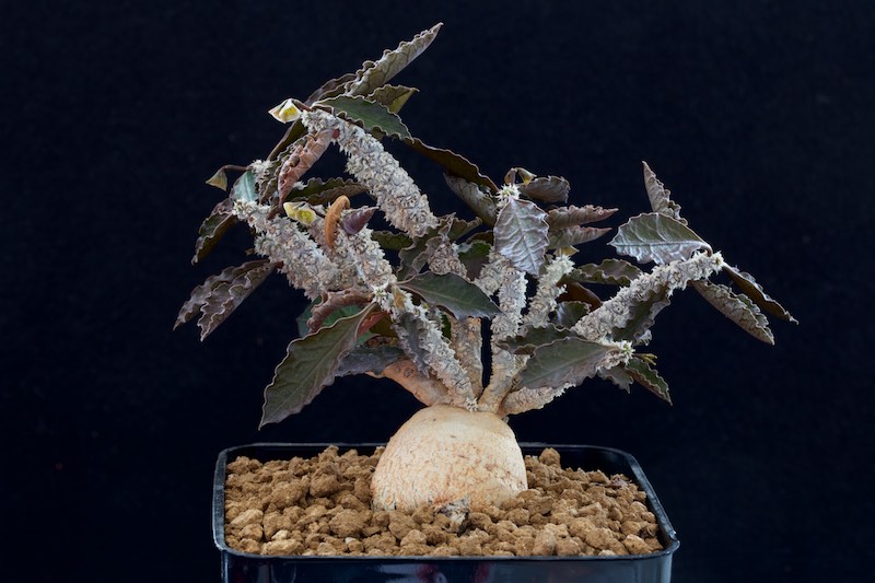 Euphorbia ambovombensis 