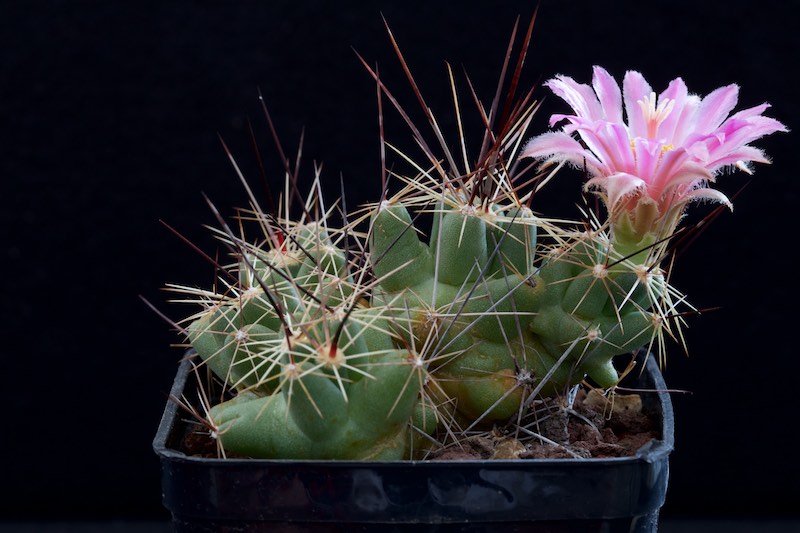 Coryphantha macromeris ssp. runyonii 