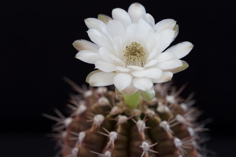 Gymnocalycium anisitsii 