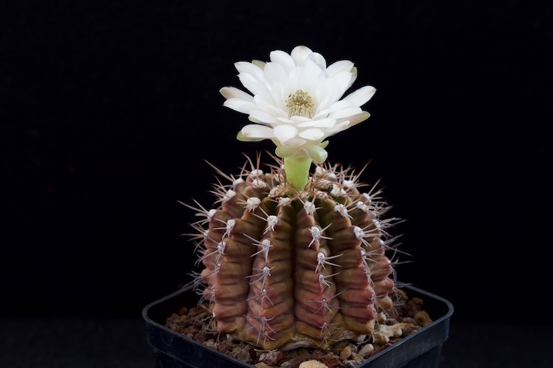 Gymnocalycium anisitsii 