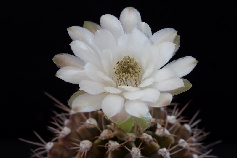 Gymnocalycium anisitsii 