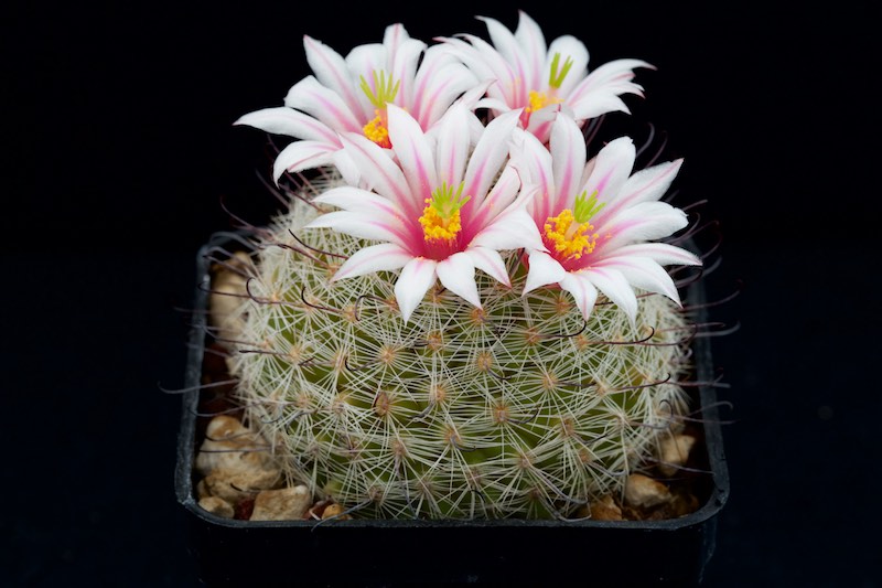 Mammillaria grahamii 