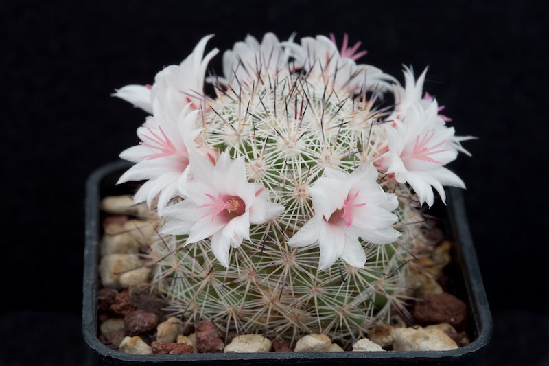 Mammillaria albicans f. slevinii SB 1251