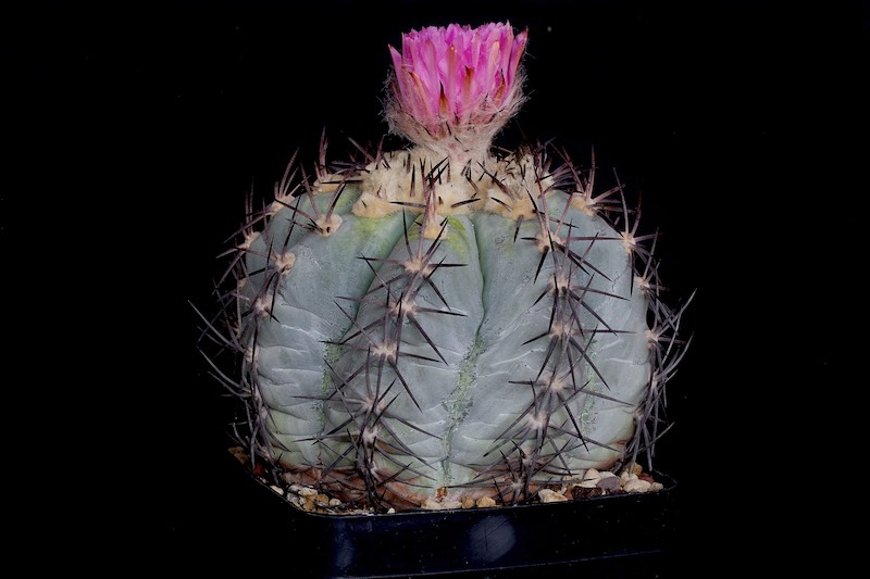 Echinocactus horizonthalonius 