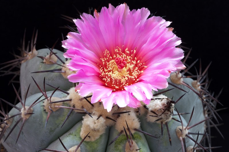 Echinocactus horizonthalonius 