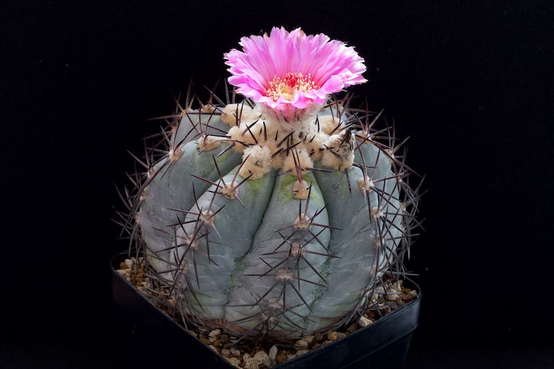 Echinocactus horizonthalonius 