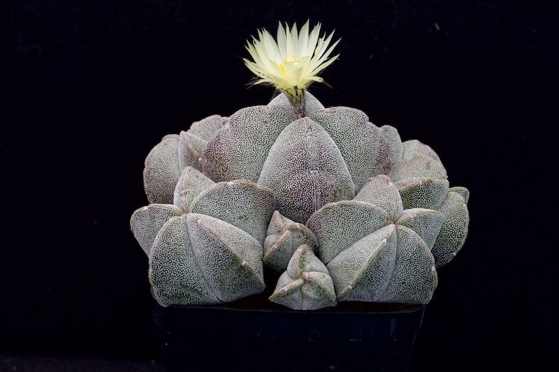 Astrophytum myriostigma 