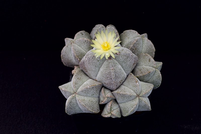 Astrophytum myriostigma 