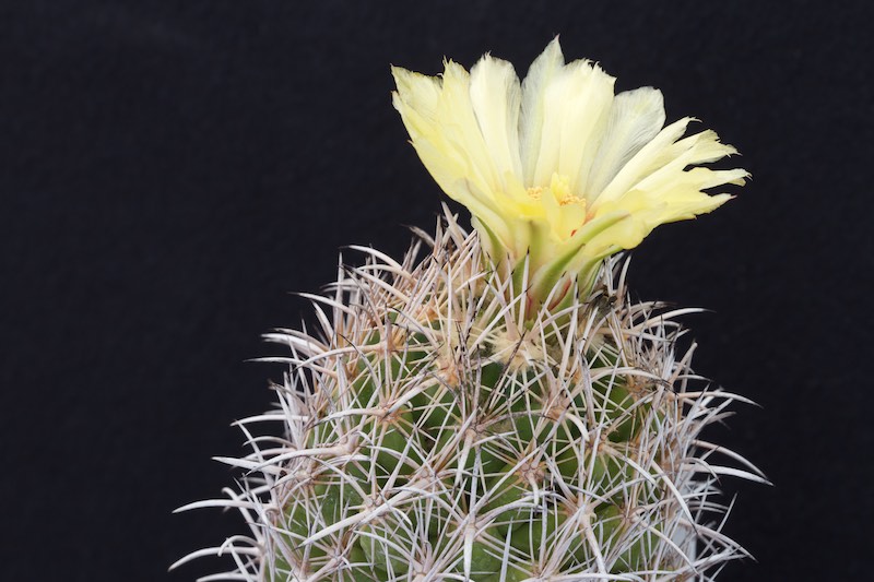 Coryphantha difficilis 