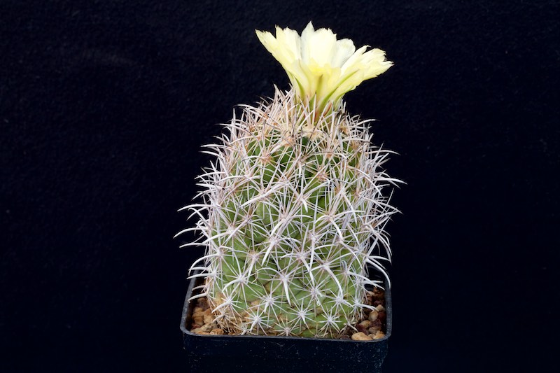 Coryphantha difficilis 