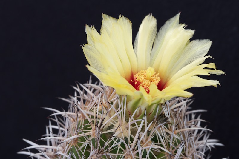 Coryphantha difficilis 