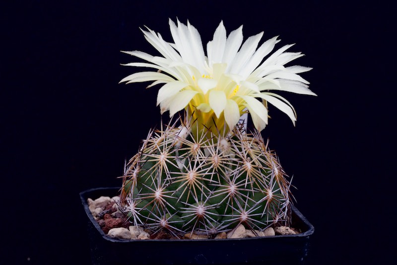 Coryphantha cornifera 