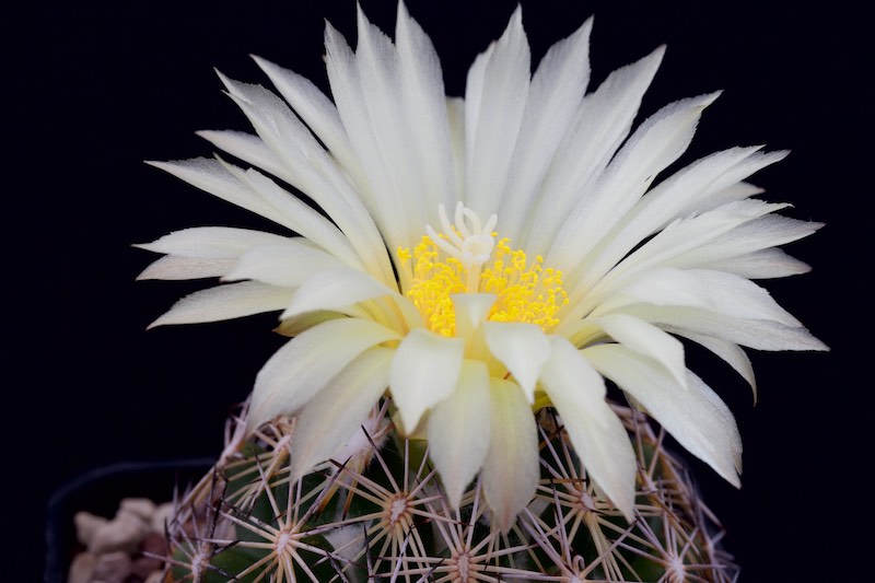 Coryphantha cornifera 