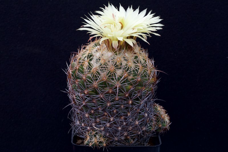 Coryphantha reduncispina 